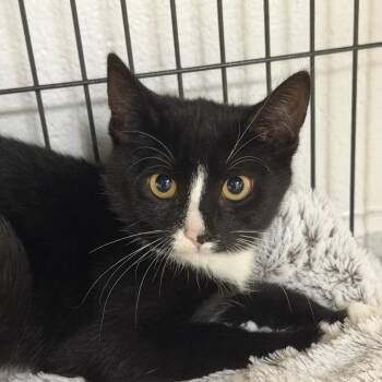 Hill -  Domestic Short Hair Cat for Adoption in Hampton Bays, New York - Hill | PetCurious