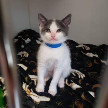 Comma (bonded w/ Sammi) -  Domestic Short Hair Cat for Adoption in Oakland, California - Comma (bonded W/ Sammi) | PetCurious