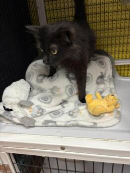 Domestic Short Hair Cats Available for Adoption in St. Cloud, Florida - Cocoa | PetCurious