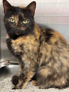 Domestic Short Hair Cats Available for Adoption - Chai | PetCurious