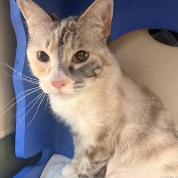 Domestic Short Hair Cats Available for Adoption in Burlingame, California - Mousey | PetCurious