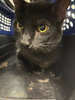 Rob -  Domestic Short Hair Cat for Adoption in Greenfield, Indiana - Rob | PetCurious