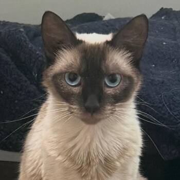Duchess -  Siamese Cat for Adoption in Buffalo, New York - Duchess | PetCurious