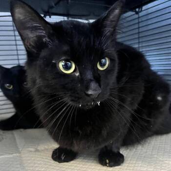 Kassandra -  Domestic Medium Hair Cat for Adoption in Lenexa, Kansas - Kassandra | PetCurious