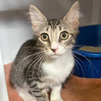Danger Noodle -  Domestic Medium Hair Cat for Adoption in Sarasota, Florida - Danger Noodle | PetCurious