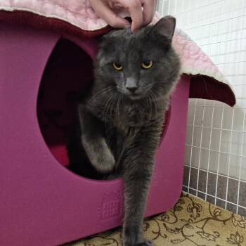 Juicy Fruit -  Domestic Long Hair Cat for Adoption in Oshkosh, Wisconsin - Juicy Fruit | PetCurious