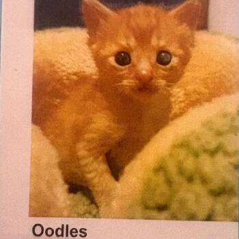 Oodles -  Domestic Short Hair Cat for Adoption in Bentonville, Arkansas - Oodles | PetCurious