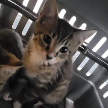 Dexter -  Domestic Short Hair Cat for Adoption in Philadelphia, Pennsylvania - Dexter | PetCurious