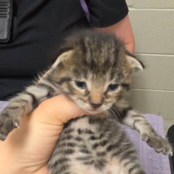 Jason -  Domestic Short Hair Cat for Adoption in Bristol, Indiana - Jason | PetCurious