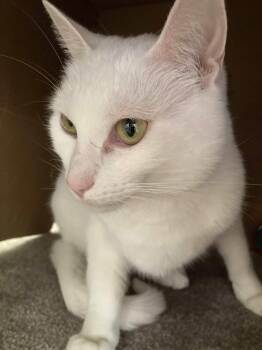 Minnie (Courtesy Post) -  Domestic Short Hair Cat for Adoption in San Jose, California - Minnie (Courtesy Post) | PetCurious
