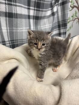Mavis -  Domestic Medium Hair Cat for Adoption in Algona, Iowa - Mavis | PetCurious