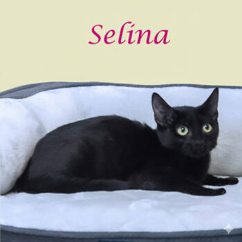 Rescue Domestic Short Hair Cats for Adoption in Lebanon, Tennessee - Selina C25-228 | PetCurious