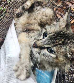 Domestic Medium Hair Cats Available for Adoption in San Antonio, Texas - BRANDY | PetCurious