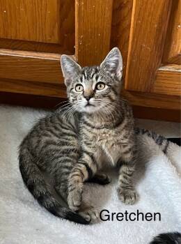 Rescue Domestic Short Hair Cats for Adoption in Seven Valleys, Pennsylvania - Gretchen | PetCurious