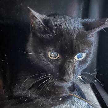 Licorice -  Domestic Short Hair Cat for Adoption in Sarasota, Florida - Licorice | PetCurious