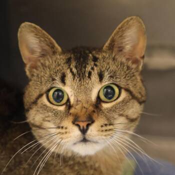 Domestic Short Hair Cats Available for Adoption in Briarcliff Manor, New York - River | PetCurious