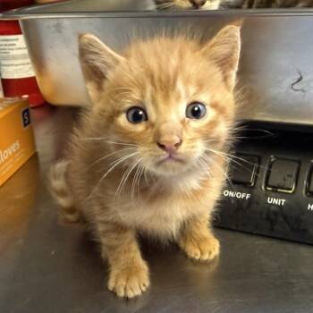 TUSC-Stray-85648_2 -  Domestic Short Hair Cat for Adoption in Tuscaloosa, Alabama - TUSC-Stray-85648_2 | PetCurious
