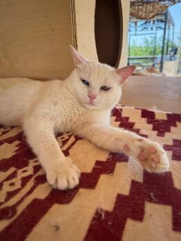 Rescue Domestic Short Hair Cats for Adoption in Brampton, Ontario - Gloria | PetCurious