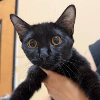 Bella -  Domestic Short Hair Cat for Adoption in Midland, Texas - Bella | PetCurious