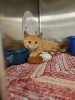 Toffee -  Domestic Medium Hair and Domestic Short Hair Cat for Adoption in Fergus Falls, Minnesota - Toffee | PetCurious