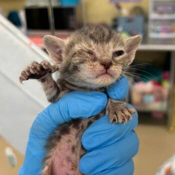 Little -  Domestic Short Hair Cat for Adoption in West Palm Beach, Florida - Little | PetCurious