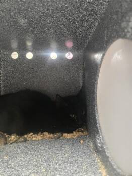 Rescue Domestic Short Hair Cats for Adoption in Casper, Wyoming - MORTICIA | PetCurious