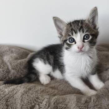 Domestic Medium Hair Cats Available for Adoption in Sunnyvale, California - Elmo | PetCurious