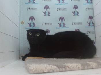 Domestic Short Hair Cats Available for Adoption - MEOWDONNA | PetCurious