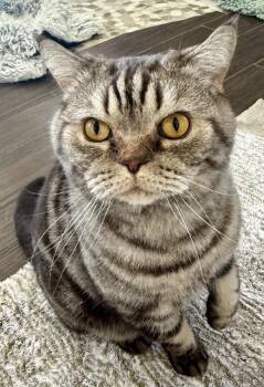 British Shorthair Cats Available for Adoption - WINSTON | PetCurious