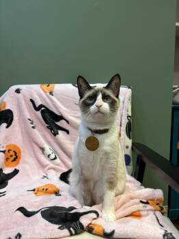 Connell -  Domestic Short Hair and Snowshoe Cat for Adoption in The Colony, Texas - Connell | PetCurious