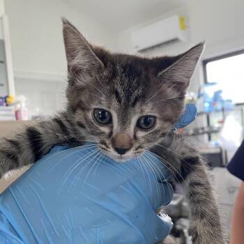 Taffeta -  Domestic Short Hair Cat for Adoption in Chapel Hill, North Carolina - Taffeta | PetCurious