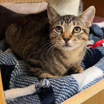 Rescue Domestic Short Hair Cats for Adoption - Hayden Bonded Harper | PetCurious