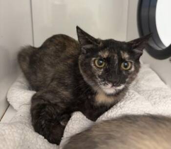 Karen -  Domestic Short Hair Cat for Adoption in Roseville, California - Karen | PetCurious