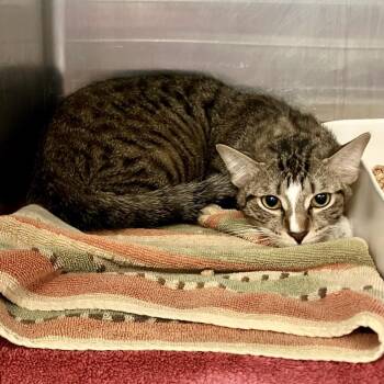 Zara -  Domestic Short Hair Cat for Adoption in Port Charlotte, Florida - Zara | PetCurious