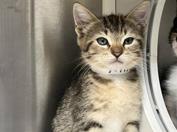 Domestic Short Hair Cats Available for Adoption in Tustin, California - HULK | PetCurious