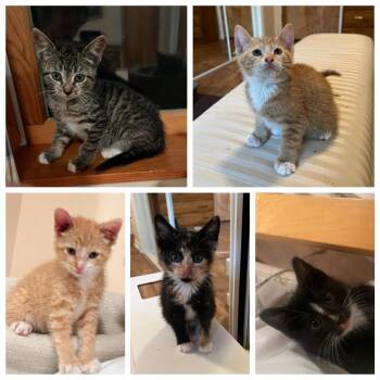 Rescue Tabby Cats for Adoption in Closter, New Jersey - Pat
