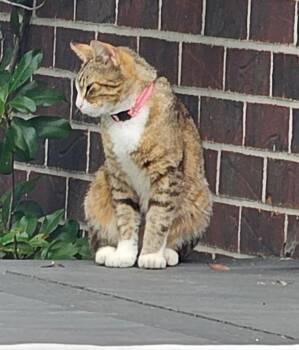 Madi -  Domestic Short Hair Cat for Adoption in Little Rock, Arkansas - Madi | PetCurious