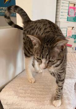 Tabby Cats Available for Adoption - Valentina | PetCurious