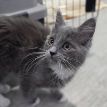 Pebbles -  Domestic Long Hair Cat for Adoption in Muncie, Indiana - Pebbles | PetCurious