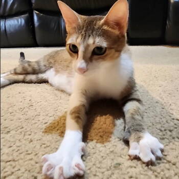 Rescue Domestic Short Hair Cats for Adoption in Dallas, Texas - Fawn | PetCurious