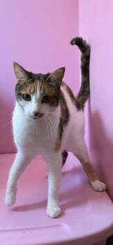 Rescue Calico Cats for Adoption in Springdale, Pennsylvania - Hanna | PetCurious