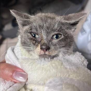 Spark -  Domestic Short Hair Cat for Adoption in New York, New York - Spark | PetCurious