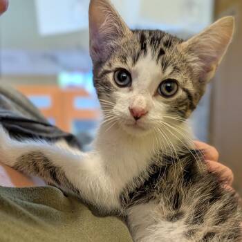 Levi -  Domestic Short Hair Cat Available for Adoption in Accident, Maryland - Levi | PetCurious