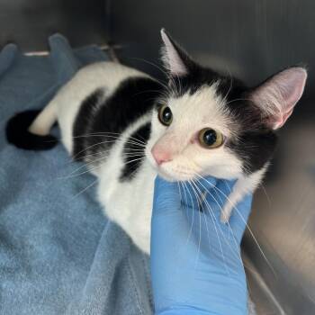 Beth -  Domestic Short Hair Cat for Adoption in Council Bluffs, Iowa - Beth | PetCurious