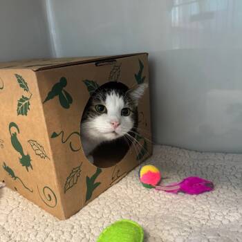 Rescue Domestic Short Hair Cats for Adoption in Saint Charles, Missouri - Darrio | PetCurious