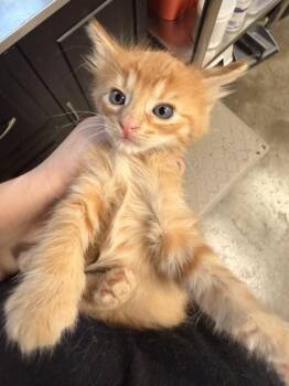 Smith -  Domestic Medium Hair Cat for Adoption in Topeka, Kansas - Smith | PetCurious