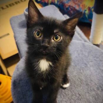Yoko -  Domestic Short Hair Cat for Adoption in Fort Worth, Texas - Yoko | PetCurious