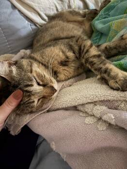 Claire -  Domestic Short Hair and Tabby Cat for Adoption in Glendale, Arizona - Claire | PetCurious