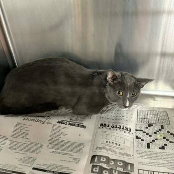 Domestic Short Hair Cats Available for Adoption in Pauls Valley, Oklahoma - Malchemical | PetCurious