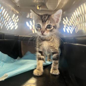 Pepito -  Domestic Short Hair Cat for Adoption in West Palm Beach, Florida - Pepito | PetCurious